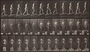 Animal Locomotion, Plate 74 — Eadweard J Muybridge
