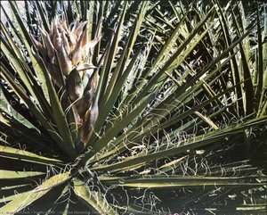 Untitled Flowering Yucca, From The Series Marks On The Landscape — Kenda North