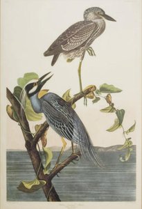 Yellow Crowned Heron — Robert Havell