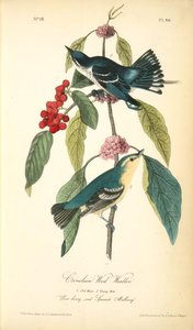 Coerulean Wood-warbler. 1. Old Male, 2. Young Male. (bear Bery And Spanish Mulberry.) — John James Audubon