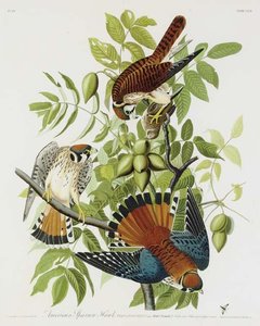 American Sparrow Hawk — Robert Havell
