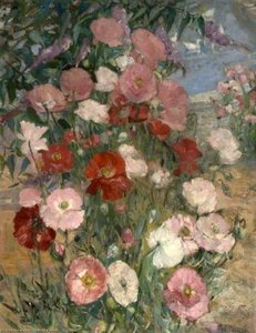 Poppies