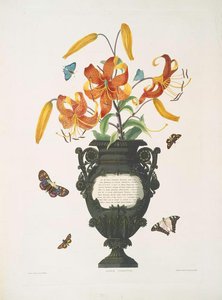 Lilium Tigrinum — Robert Havell