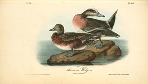 American Widgeon. 1. Male. 2. Female — John James Audubon