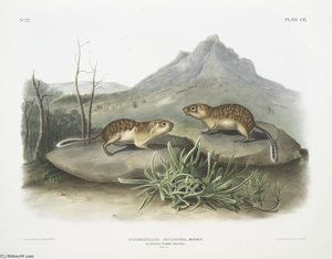Spermophilus Spilosoma, California Marmot Squirrel. Natural Size — John James Audubon