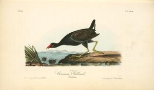 Common Gallinule. Adult Male — John James Audubon