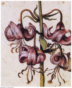 Lillium Martagon (details) — Albrecht Dürer