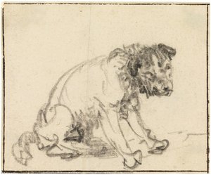 Studie Eines Sitzenden Hundes — Rembrandt Van Rijn
