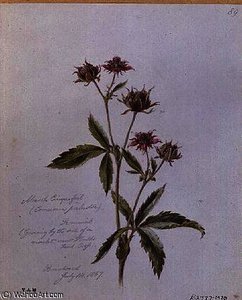 Marsh cinquefoil