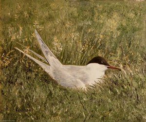 Snipe Nesting In Grassland — John Andrew Lawson