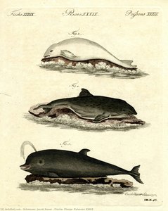 Fische, Pisces, Poissons XXXIX