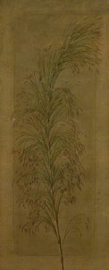 A South African Sedge — Marianne North
