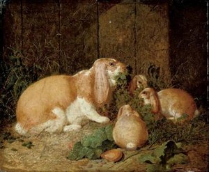 Lop-eared rabbits