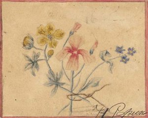 Study Of Flowers — Nicholas Roerich, Realism