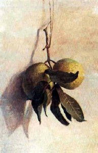 English Guava Português Goiabas — Benedito Calixto