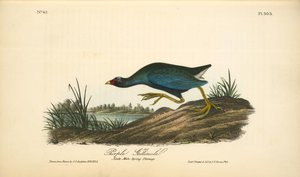 Purple Gallinule. Adult Male, Spring Plumage — John James Audubon