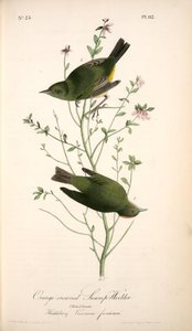 Orange-crowned Swamp-warbler. 1. Male. 2. Female. (huckleberry. Vaccinium Frondosum.) — John James Audubon