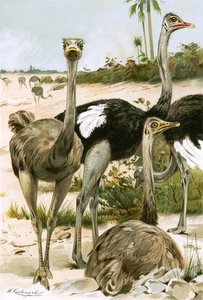 Ostriches — Friedrich Wilhelm Kuhnert
