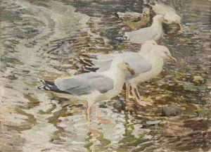 Herring Gulls — Charles Walter Simpson