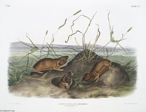 Geomys Douglassii, Columbia Pouched Rat. Natural Size — John James Audubon