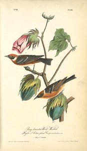 Bay-breasted Wood-warbler, 1. Male, 2. Female. (highland Cotton-plant. Gossipium Herbaceum) — John James Audubon