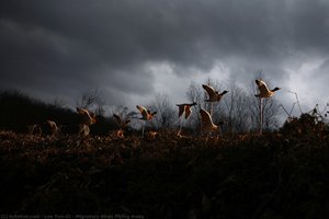 Migratory Birds Flying Away — Lee Yun-gi
