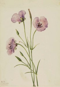 Lilac Mariposa (calochortus Splendens) — Mary Morris Vaux Walcott