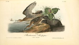 Bartramian Sandpiper. 1. Male. 2. Female — John James Audubon, Wildlife Painting