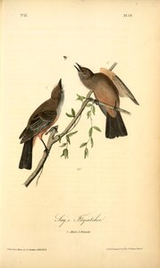 Say's Flycatcher, 1. Male, 2. Female — John James Audubon