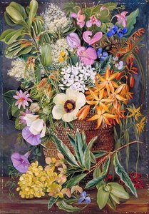 Flowers Of St Johns In Pondo Basket — Marianne North