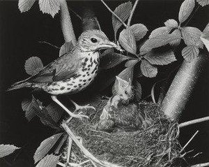 Wood Thrush — Eliot Porter