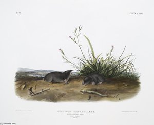 Scallops Brewerii, Brewer's Shrew Mole. Male ^ Female. Natural Size — John James Audubon