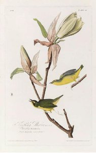 Kentucky Warbler. Male — Robert Havell
