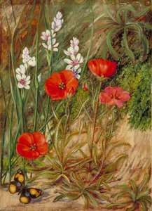 A South African Sundew And Associate — Marianne North