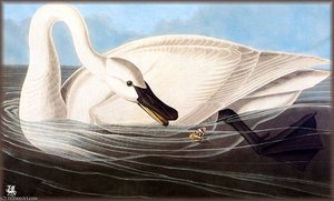Trumpeter Swan — John James Audubon