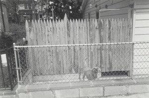 Duke, Gerrittson Beach, Brooklyn — Thomas Roma