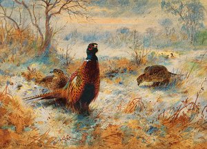 Frost At Sunrise. Pheasant Amongst Bracken — Archibald Thorburn