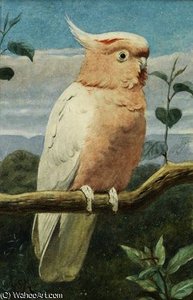 A leadbetter's cockatoo
