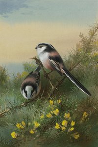 Long-tailed Tits On Gorse — Archibald Thorburn