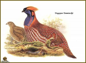 Tragopan de Temminck