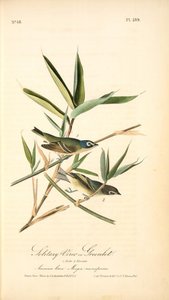 Solitary Vireo, Or Greenlet. Male. (american Cane. Miegia Macrosperma) — John James Audubon