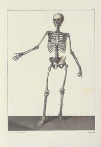 Complete Treatise On The Human Anatomy, Including The Operative Medicine — Nicolas Henri Jacob
