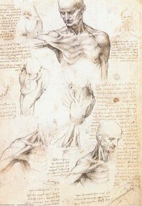 Anatomical Studies Of A Male Shoulder — Leonardo Da Vinci