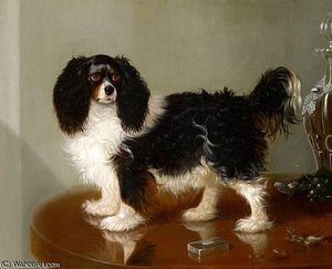 A Toy Spaniel