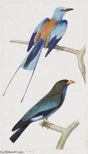 Rollier D'abyssinie (coracias Abyssinica)