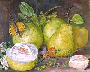 Flowers And Fruit Of The Pomelo, A Branch Of Hennah And Flying Lizard, Sarawak — Marianne North