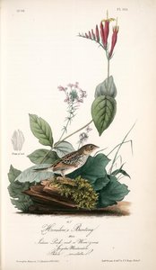 Henslow's Bunting. Male. (indian Pink-root Or Worm-grass. Spigelia Marilandica. Phlox Aristata.) — John James Audubon