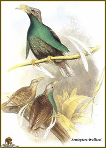 Paradisier de Wallace