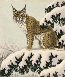 Wildcat Reconnoitering — Benson B Moore