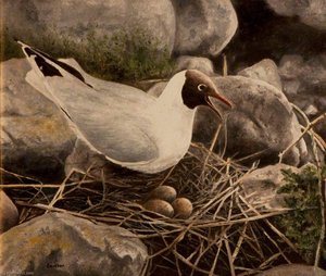 White, Black Headed Bird — John Andrew Lawson